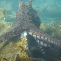 Mediterranean Octopus in Crete: A Diver’s Guide