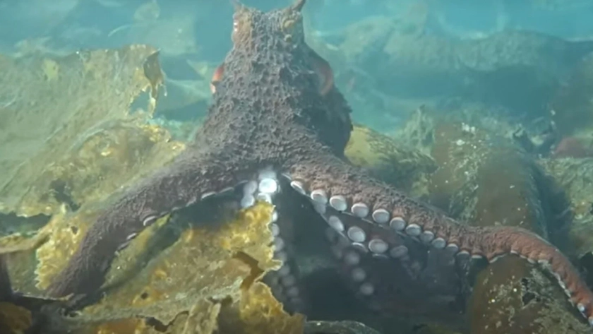 Mediterranean Octopus in Crete Blue Adventures Diving