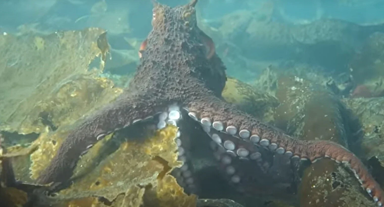 Mediterranean Octopus in Crete Blue Adventures Diving