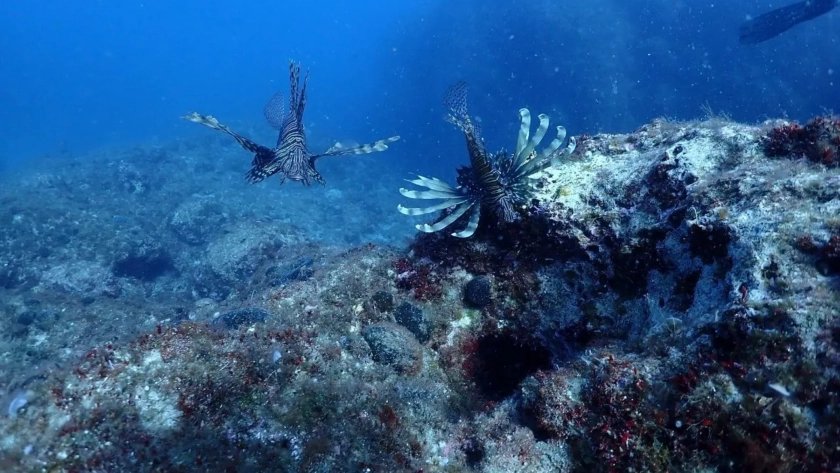 marine life in Crete Blue Adventures Diving Chania